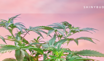 Weed Walks